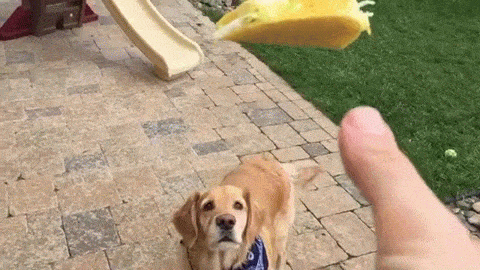Good try, girl! Golden Retriever failing to catch something